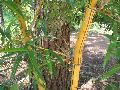 Variegated Bamboo / Bambusa vulgaris 